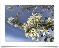 Blossom - Helen Kulczycki